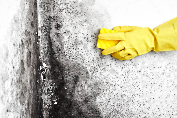 Best Basement Mold Remediation in Coachella, CA