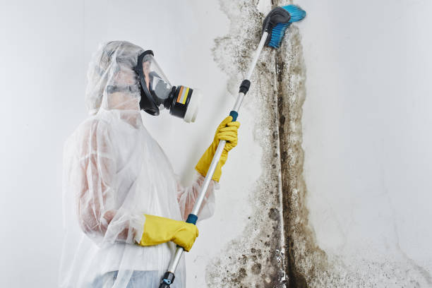 Best Black Mold Remediation in Coachella, CA