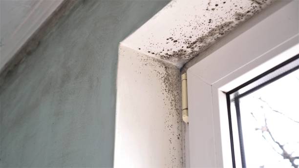 Best Localized Mold Remediation (e.g., coastal areas, humid climates) in Coachella, CA