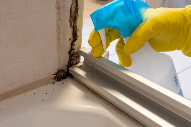 Best Industrial Mold Remediation in Coachella, CA