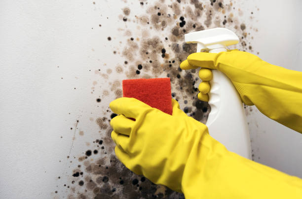 Best Residential Mold Remediation in Coachella, CA