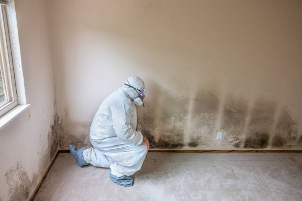 Best White Mold Remediation in Coachella, CA