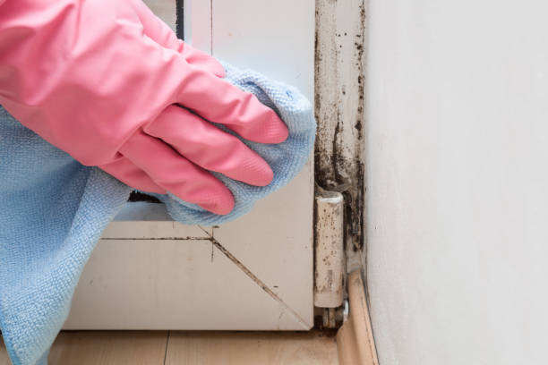 Best Emergency Mold Remediation in Coachella, CA